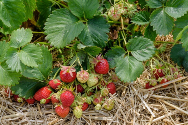 Причины появления мелких ягод клубники и их устранение